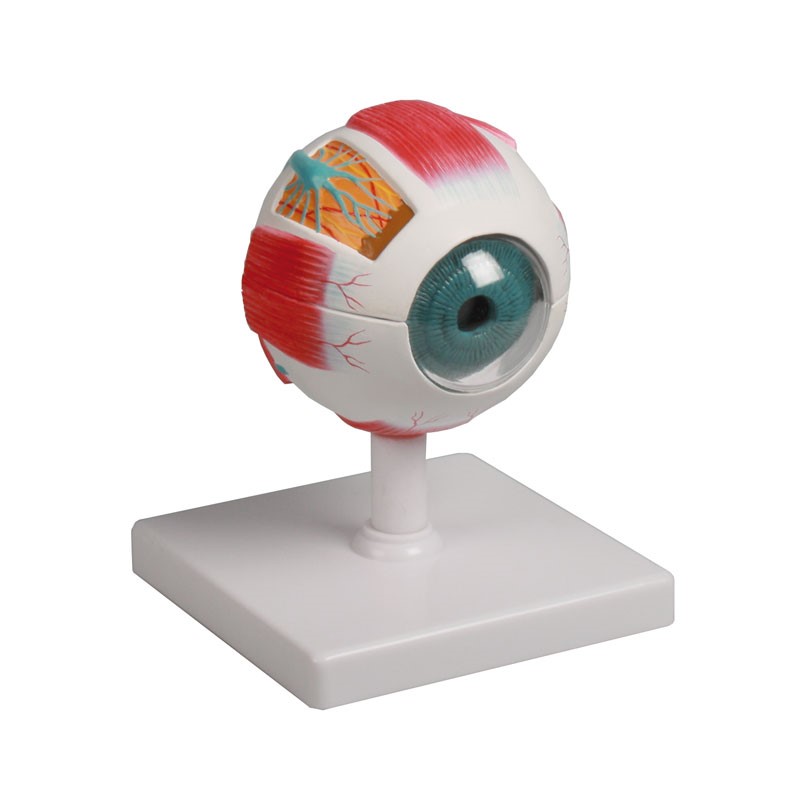 Eye model, 4 times life size, 6 parts