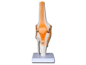 Value Knee Joint