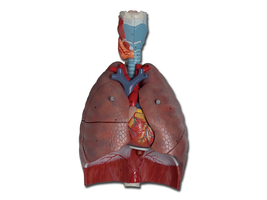 Respiratory system - 7 parts