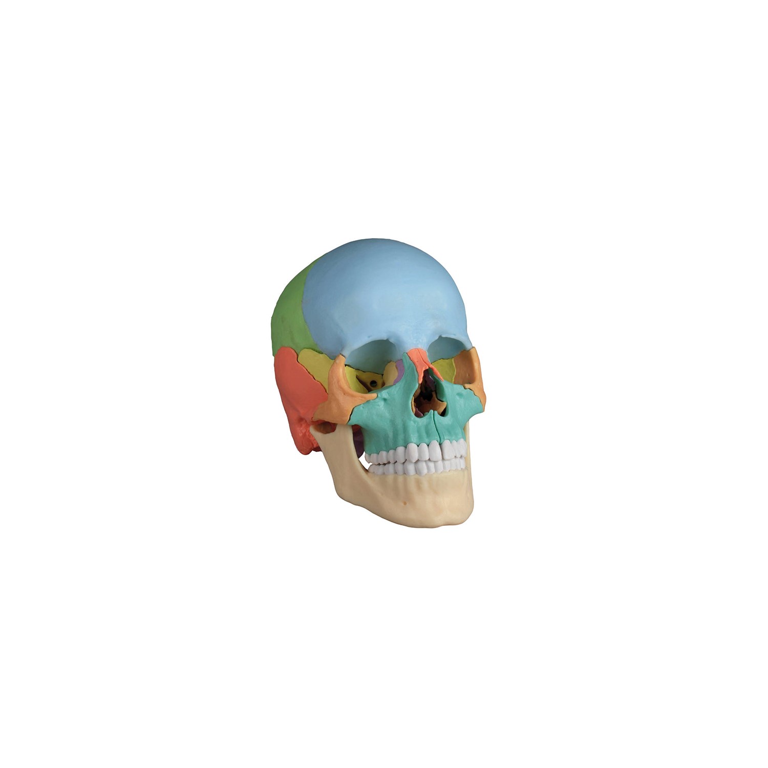 Osteopathic Skull Model 22-part