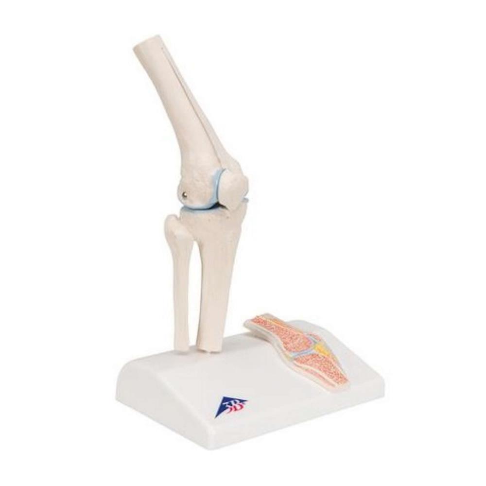 Mini Human knee Joint Model with Cross Section