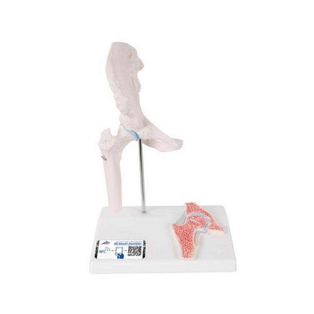 Mini Human hip Joint Model with Cross Section